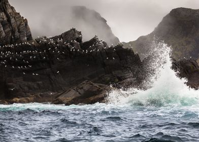 Gulls in the storm