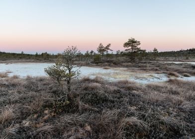 Dawn over a bog