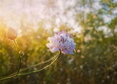 Field scabious