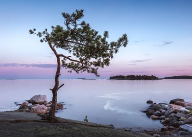 Solitary tree