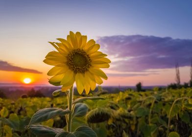 Sunflower against sunset