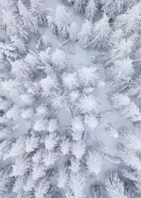 Winter forest from above