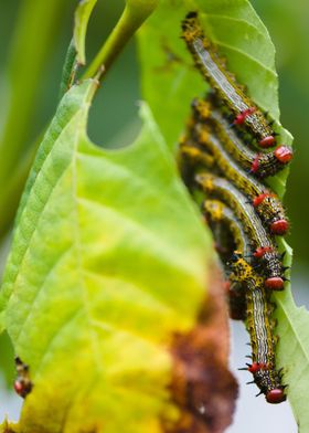 Azalea Caterpillars