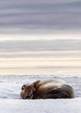 Sleeping walrus