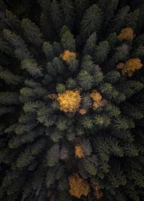 Forest from above