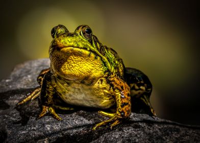 Bullfrog Smile