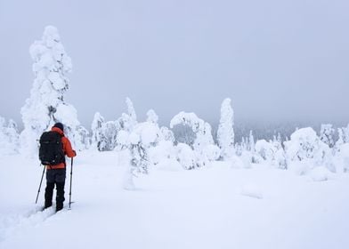 Skiing through wonderland