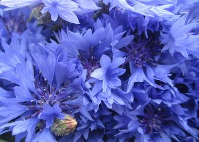 Cornflowers