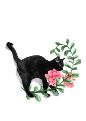 The capricious black cat
