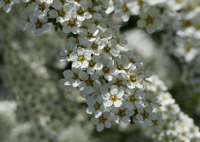 White flower dream 