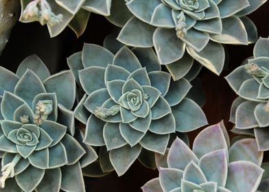 Echeveria succulent leaves