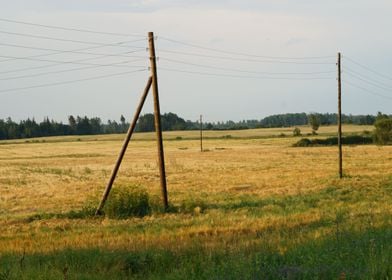 Rye field