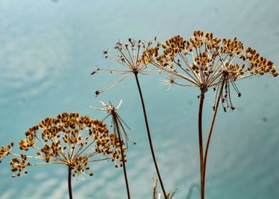 Dry flowers 