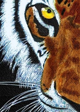 Tiger Head Illustration