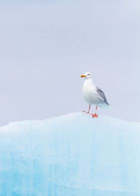 Gull on a iceberg