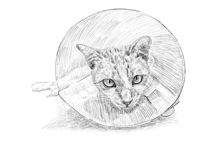 Drawing of a cat wearing a