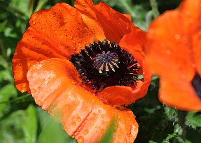 poppy and blossom