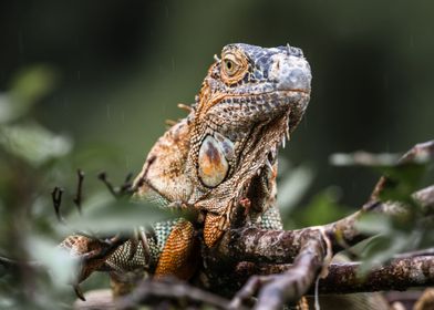 Green Iguana