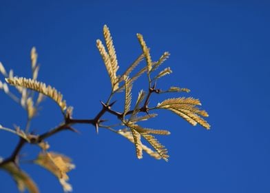 Yellow Acacia leaves