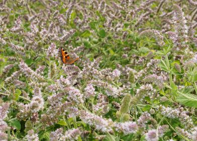 Butterfly in flowers