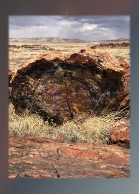 Petrified Forest 9