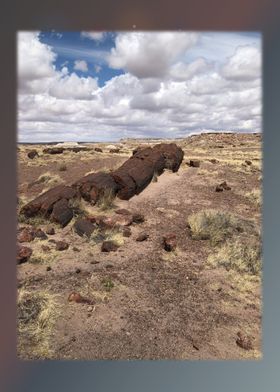 Petrified Forest 19