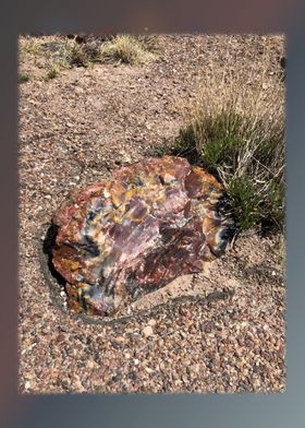 Petrified Forest 30