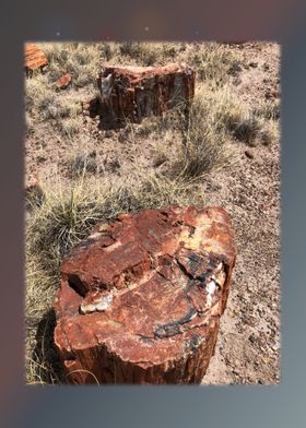 Petrified Forest 28