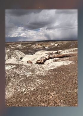 Petrified Forest 25