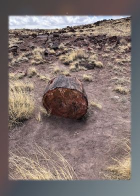 Petrified Forest 31