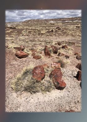 Petrified Forest 20