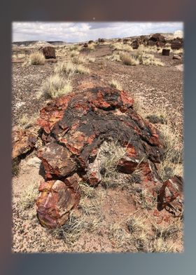 Petrified Forest 34