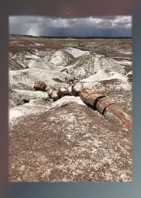 Petrified Forest 32