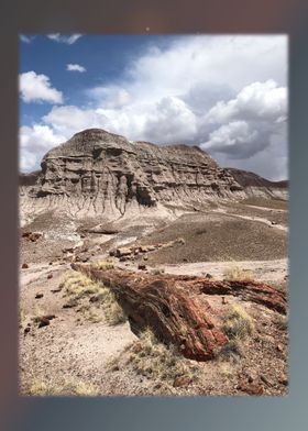 Petrified Forest 21