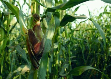 corn farm  