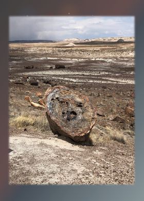 Petrified Forest 26