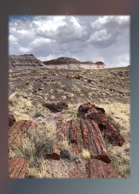 Petrified Forest 11