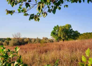 tree in a meadow