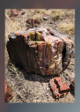 Petrified Forest 14