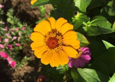 Vibrant Yellow Zinnia