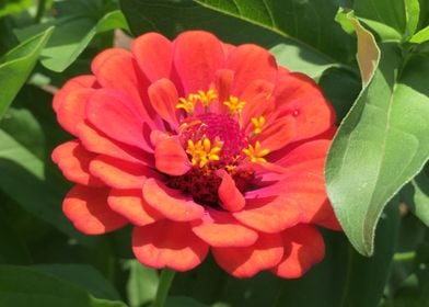 Beautiful Vibrant Zinnia