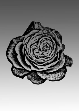 Black flower