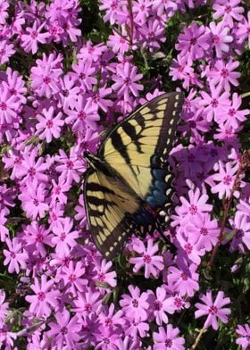 Purple Phlox and Butterfly