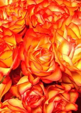 Orange And Yellow Roses