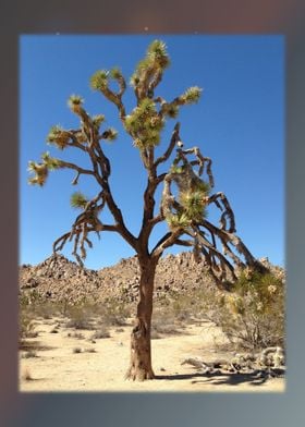 Joshua Tree 1