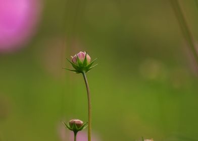 Cosmos plant bud