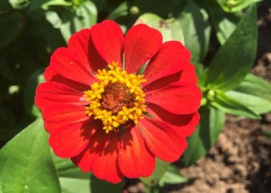 Red Zinnia