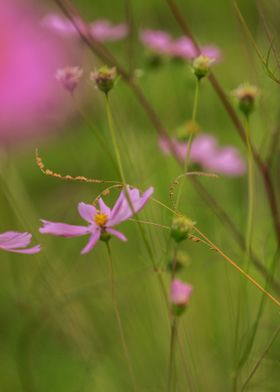 Cosmos plant stems and bud