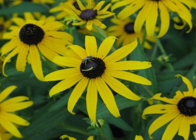 Black Eyed Susan With Bee 