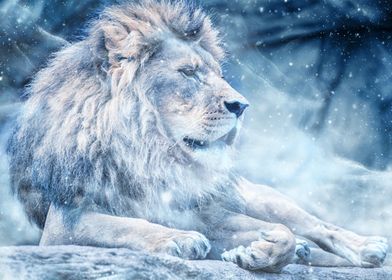 Lion and snow